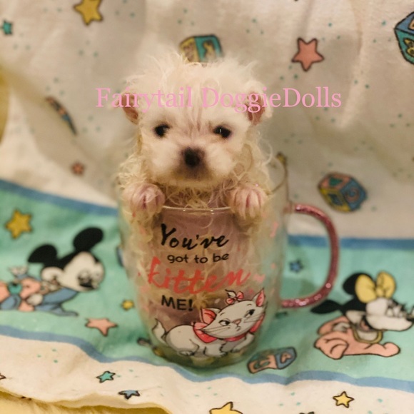 🍼 Teacup ICE WHITE POMS - Picture 3 of 6